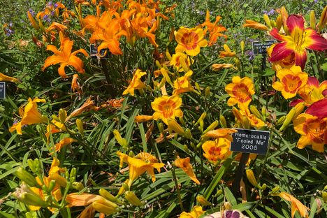 Award-winning daylilies bloom side by side in Capen Garden