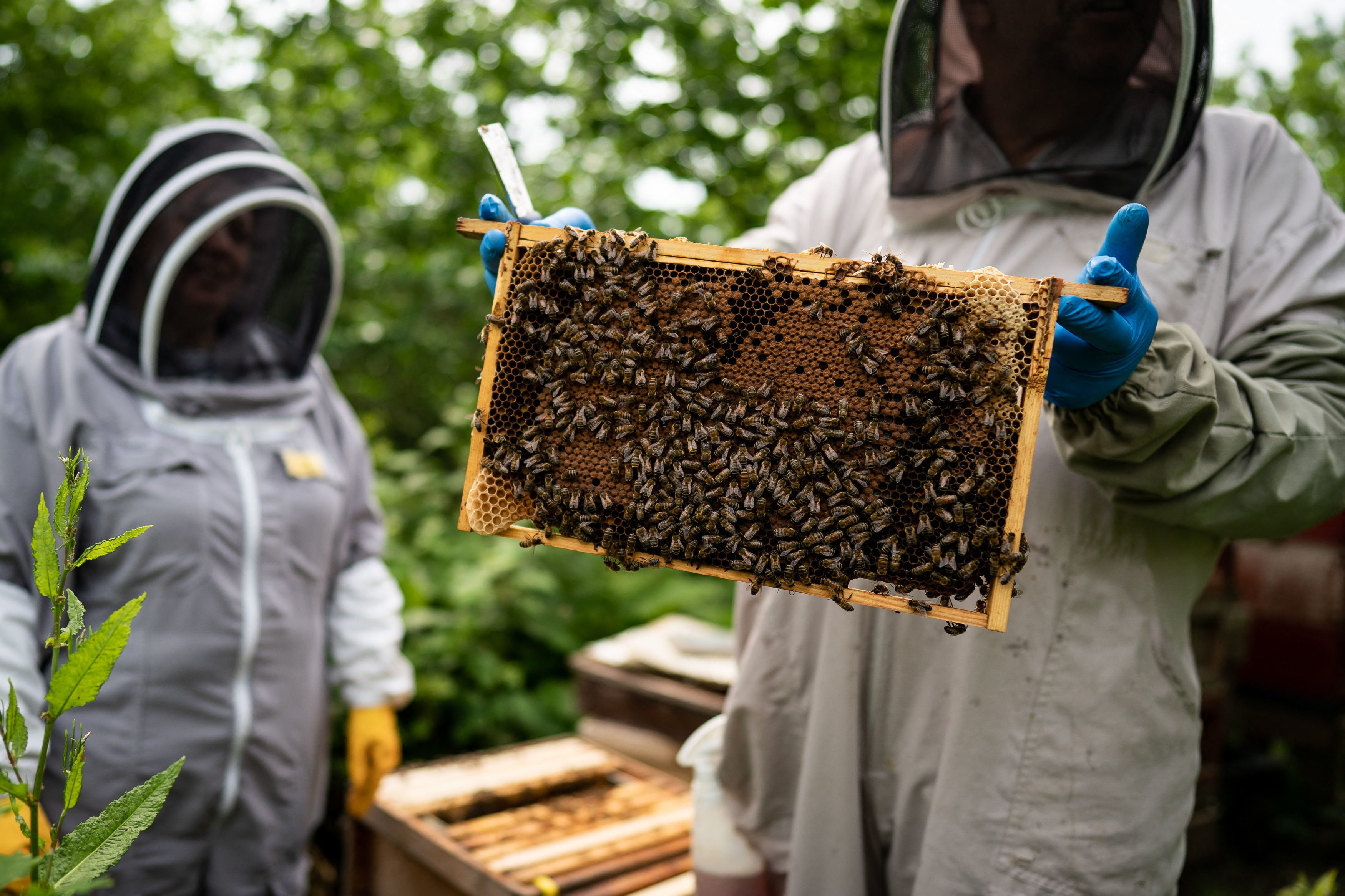 The royal beekeepers keep the hive at Buckingham Palace informed.