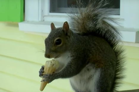 Putter enjoys vanilla.