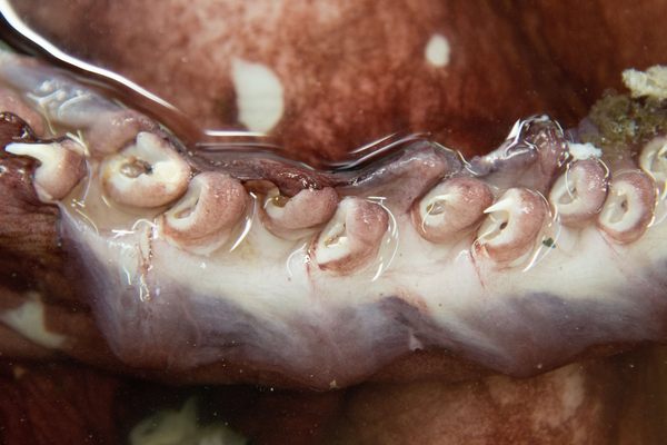 Wonder Is Everywhere: The ‘Real’ Kraken, Pet Cemeteries, and More From Around the Web