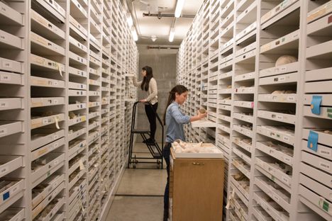 Staffers sift through the California Academy of Science's fossil collection.