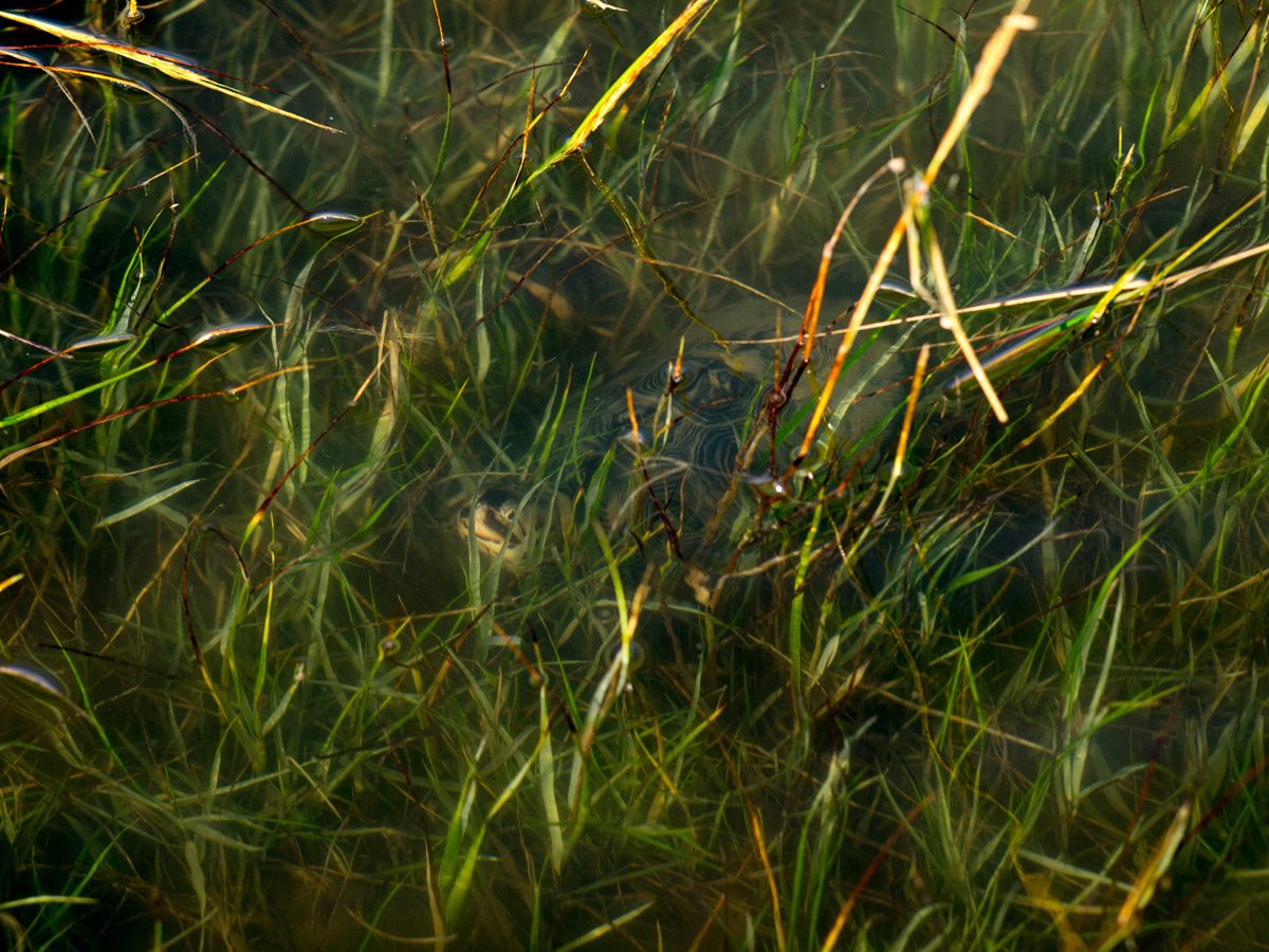 A diamondback terrapin.