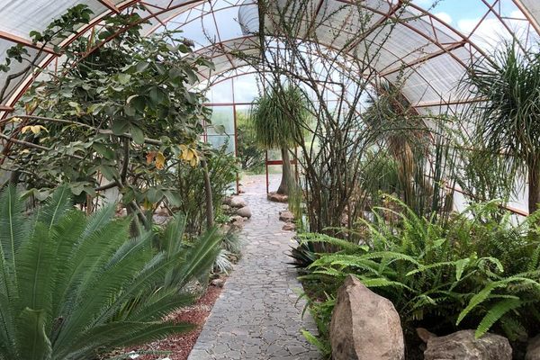 Inside the greenhouse.