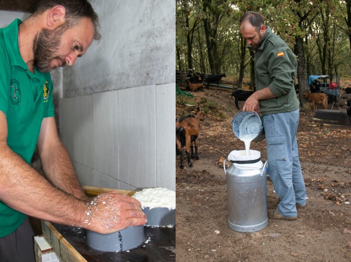 Making cheese (left) and collecting milk (right).