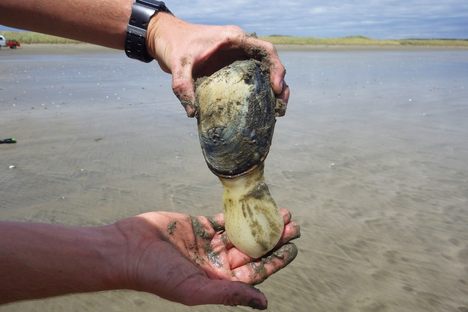 A toheroa,showing off why its name means "long-tongue" in the Māori language.