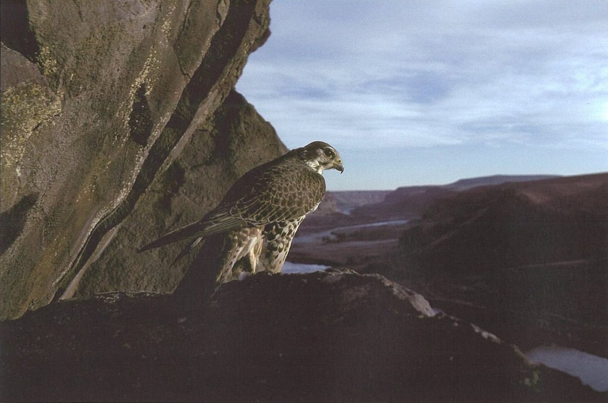 The National Archives’ Scenic Byways holdings include this photograph of a raptor, raptly surveying Idaho’s Snake River Canyon.