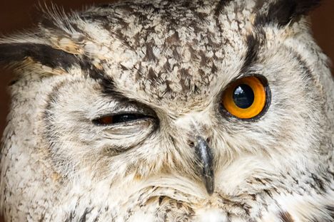 An Indian eagle owl in the French Pyrenees. 