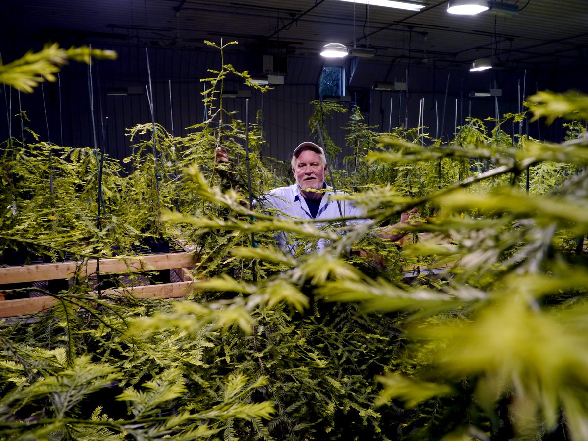 David Milarch with clones of 3,000-year-old redwoods.