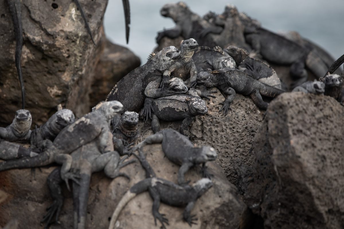 Marine iguanas gather on rocks near the fishermen's pier in Puerto Ayora.