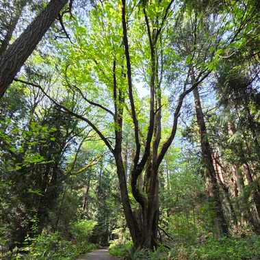 View from inside the forest