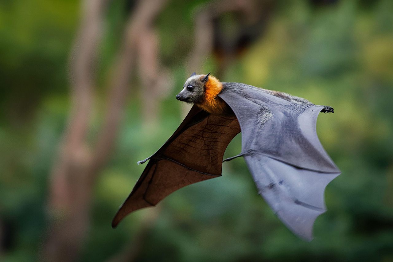 The grey-headed flying fox is a fruit bat native to southeastern Australia. 