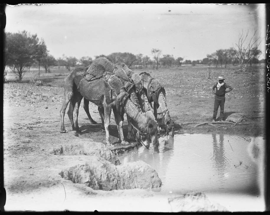 Watering camels in central Australia, 1920.