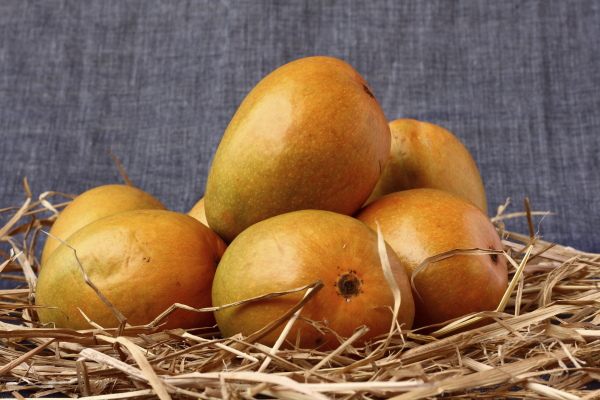 Ripe mangoes