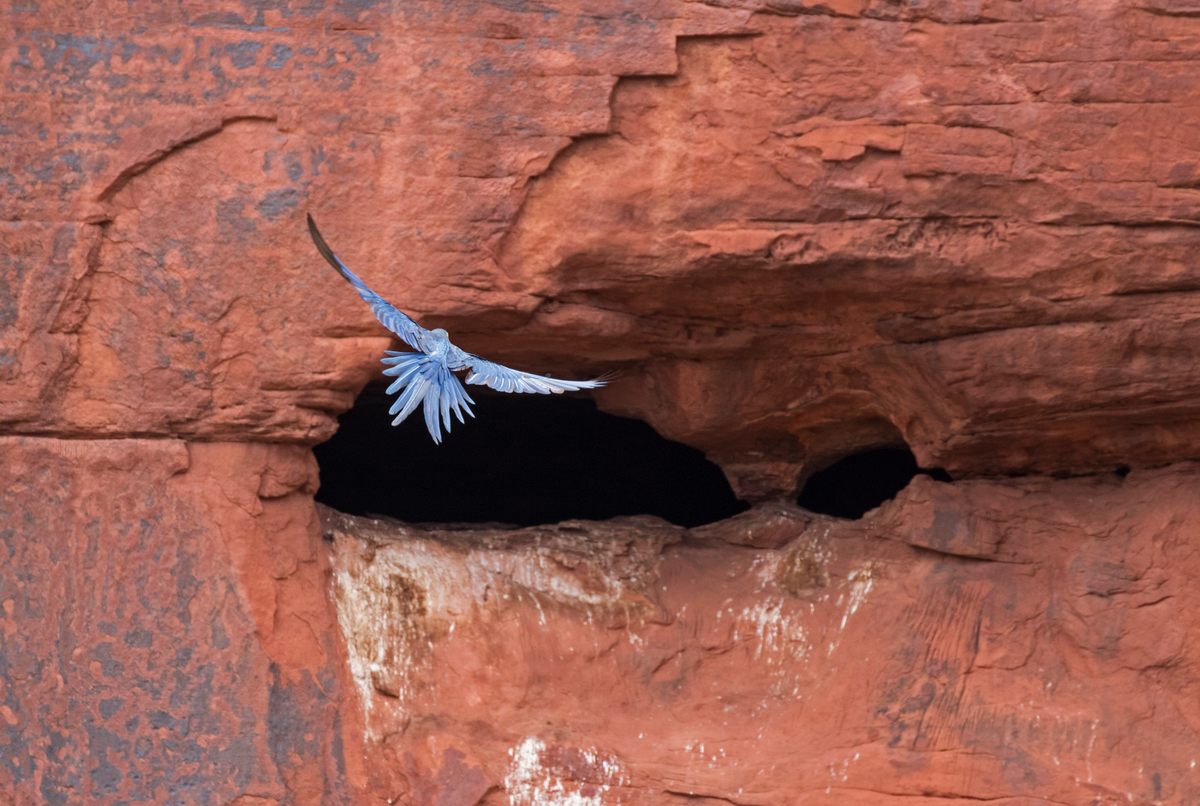 The project showed that macaws would nest in areas where the bees had been removed.