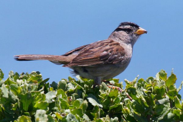 Male white-crowned sparrows (Zonotrichia leucophrys) sing to defend breeding territory. Scientists are not yet sure how pandemic-induced changes to their songs will affect the birds.