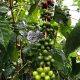 Green coffee beans ripening at Jill Elevitch's family Kona coffee farm in Holualoa.