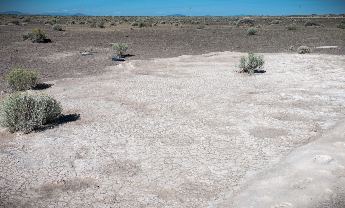 It's easy to see why people might overlook Columbian mammoth trackways, like this one at Oregon's Fossil Lake.