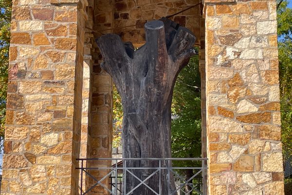 Trunk of the Constitution Elm