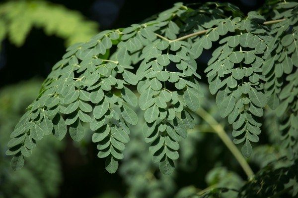 Drumstick tree leaves are a common flavoring in Indian dishes such as <em>sambar</em>.