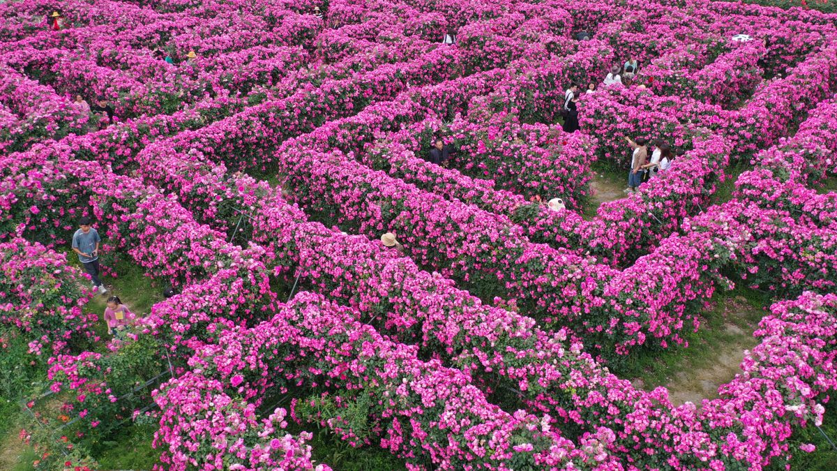 A flower maze at an agricultural park in Guizhou, China. 