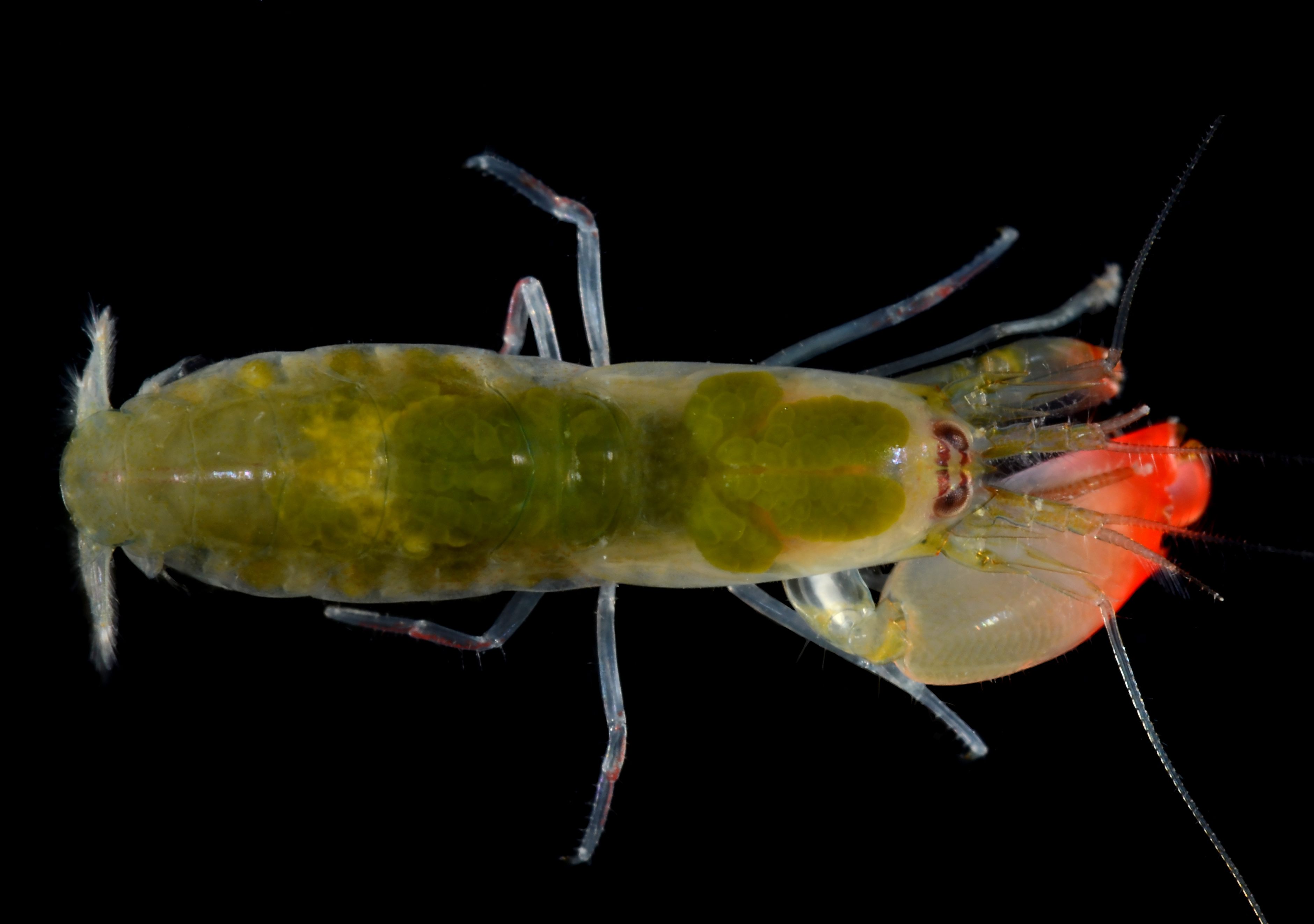 It's a bit easier to see how these Pink Floyd shrimp get loud.