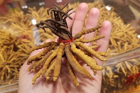 Cordyceps for sale at a high-end Chinese medicine store.