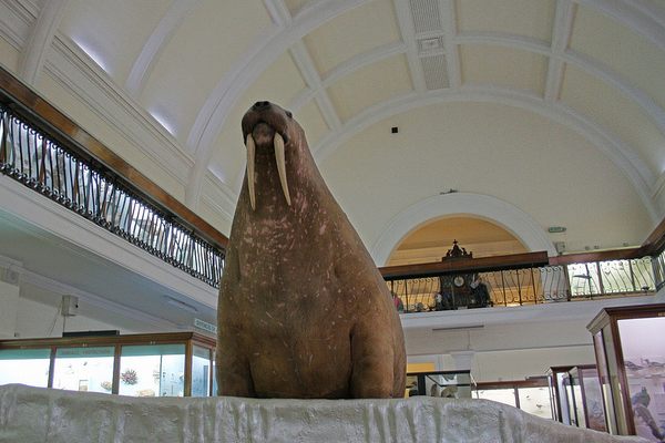 An Overstuffed Taxidermy Walrus Comes Home