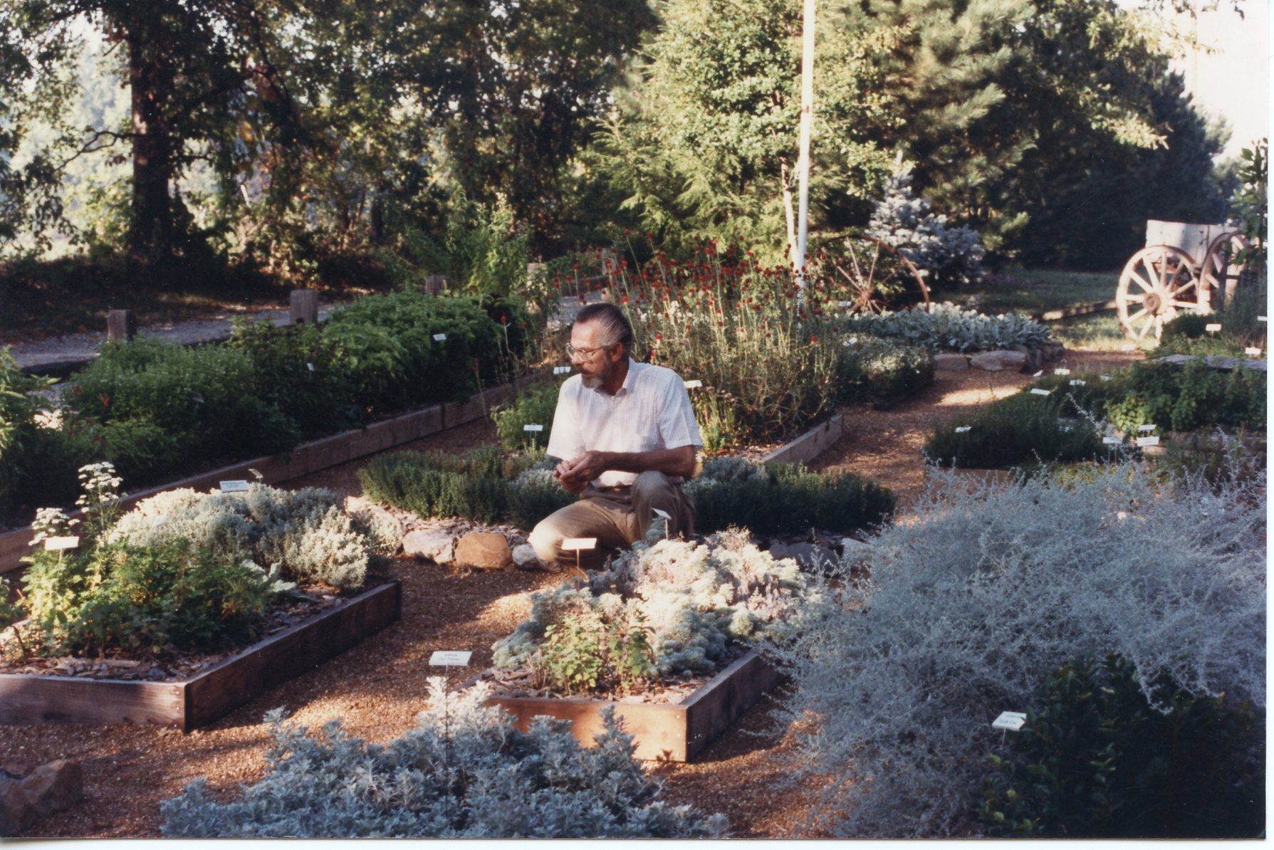 Jim Westerfield working in his Illinois garden during the summer.