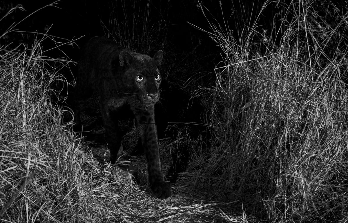 "The African black leopard photographed with an infrared-converted DSLR camera trap. This image was captured
on the animal trail identified by Steve Carey, the coowner of Laikipia Wilderness Camp, near Luisa Ancilotto’s house in Laikipia County, Kenya, January 2019."