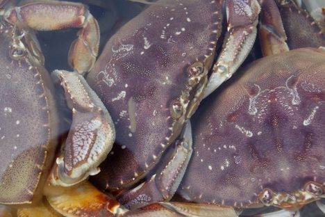 Dungeness crabs are popular among commercial and recreational fishers in Oregon. About 8.3 million pounds were harvested in 2014–15.