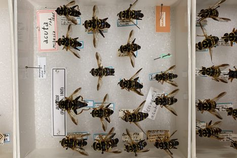 Because of their exoskeletons, insects can remain in a collection for hundreds of years if they're well cared for. 