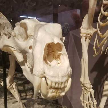 Skeletons and skulls on display.