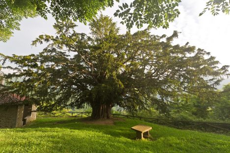 The Bermiego Yew.