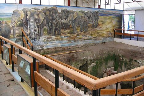 The museum paleontological site.