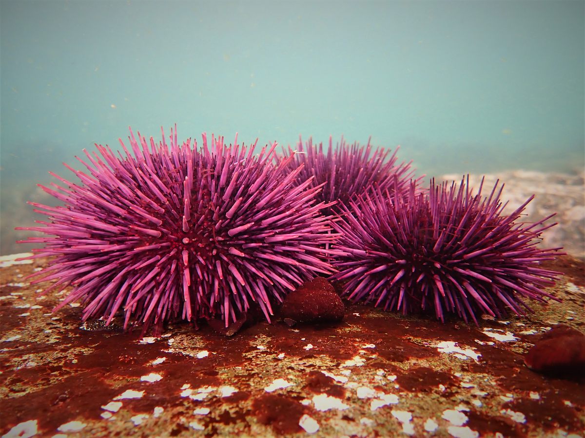 Three urchins clustered in a barren.