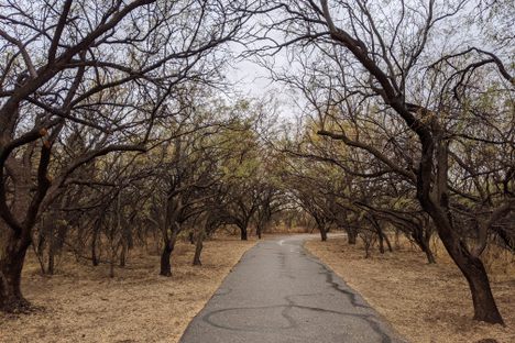 Mesquite Canopy