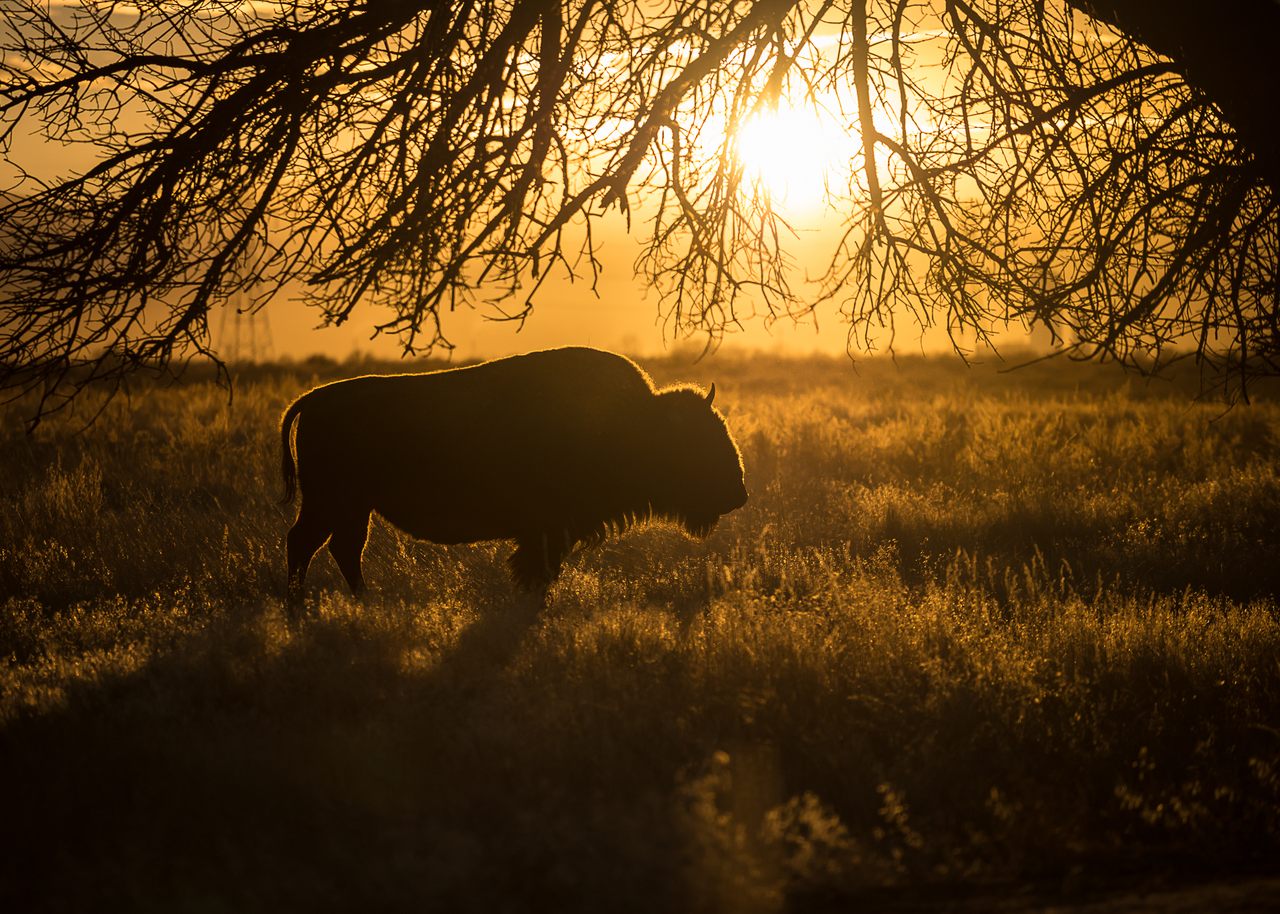 Modern bison are relatives of the extinct <em>Bison antiquus</em>, the species killed at the Jones-Miller site in northeastern Colorado.