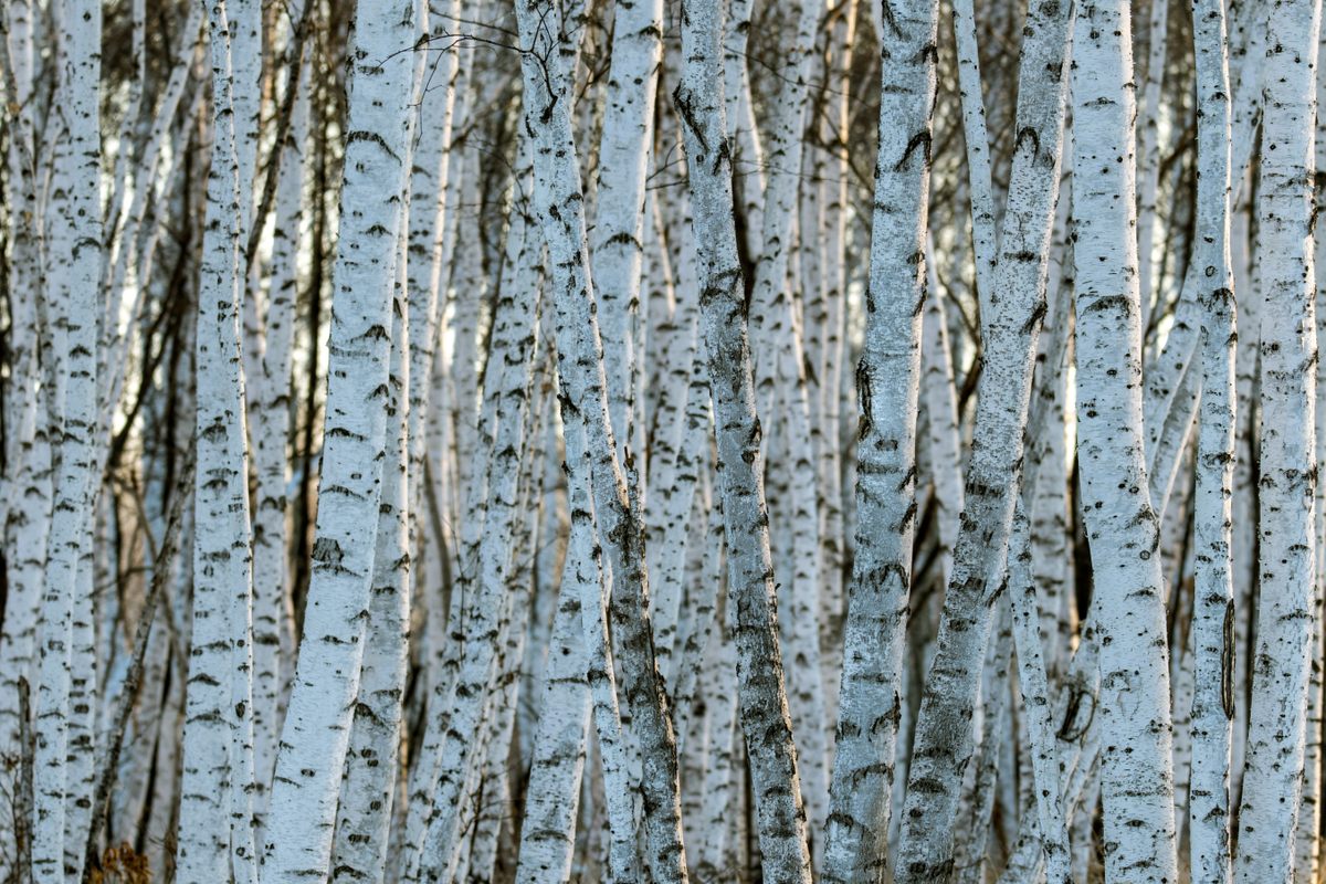 Photographer Alexey Korolyov says birch trees "can be found everywhere"—these were photographed in China—but can be transformed by light and motion.