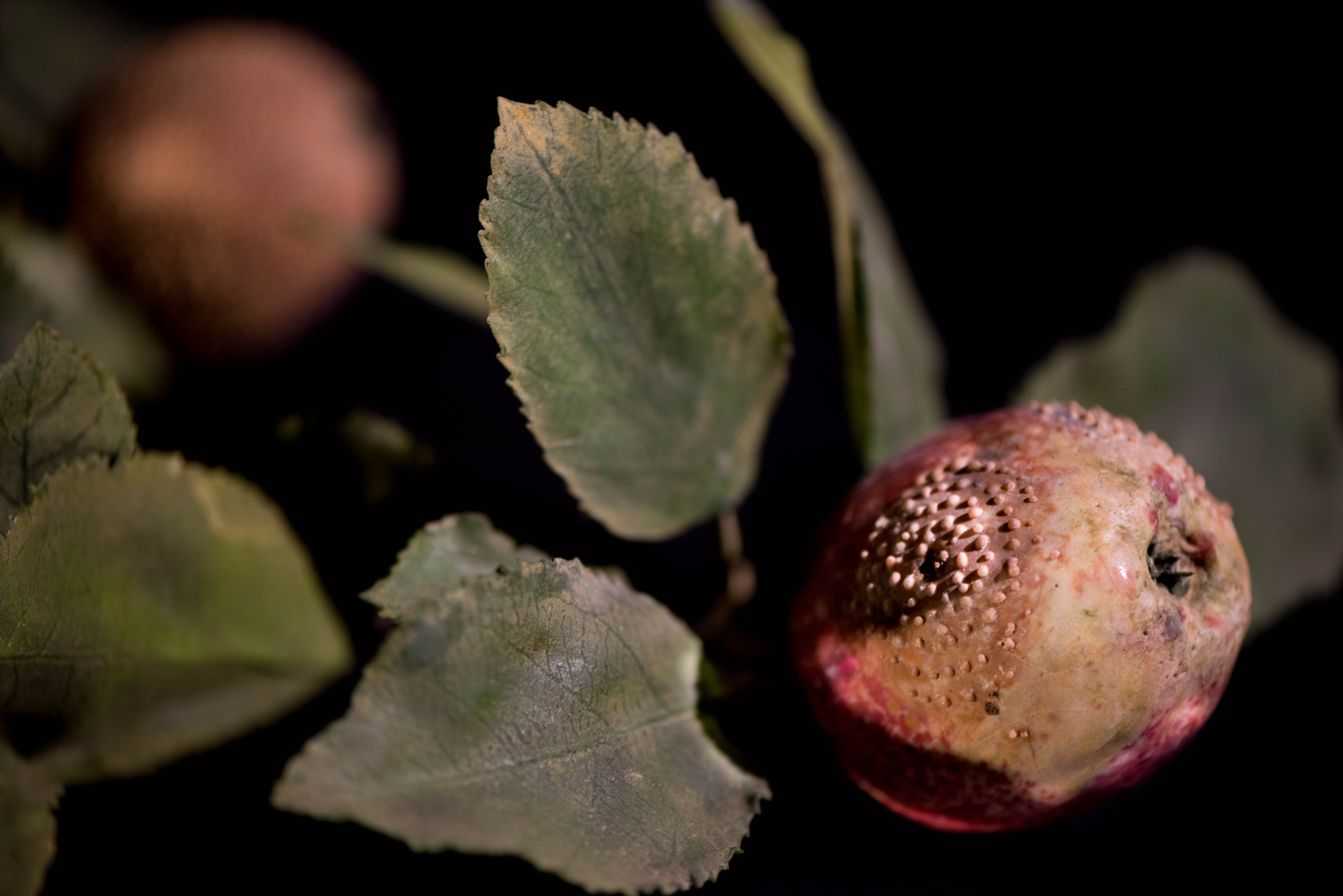 Bad Fruit: Rotten Fruits Transformed into Art Piece