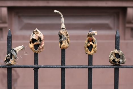Kane Street Impaled Pumpkins