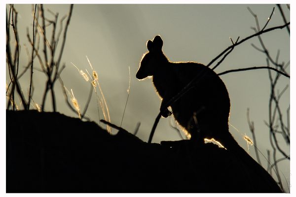 Black-footed Rock Wallaby.