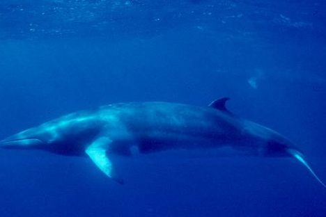 Japanese Fleet Returns With 333 Minke Whales After Harvest
