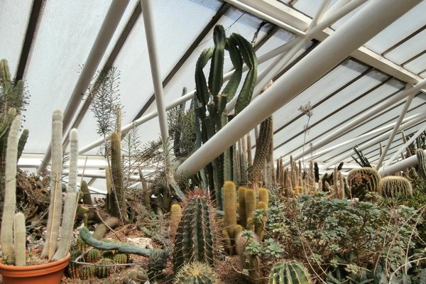The Barbican Conservatory’s Arid House.