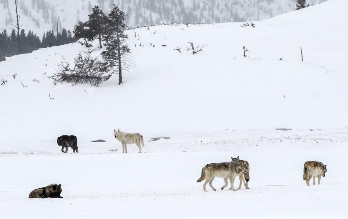 A wolf pack is a family unit, with every member playing a role.