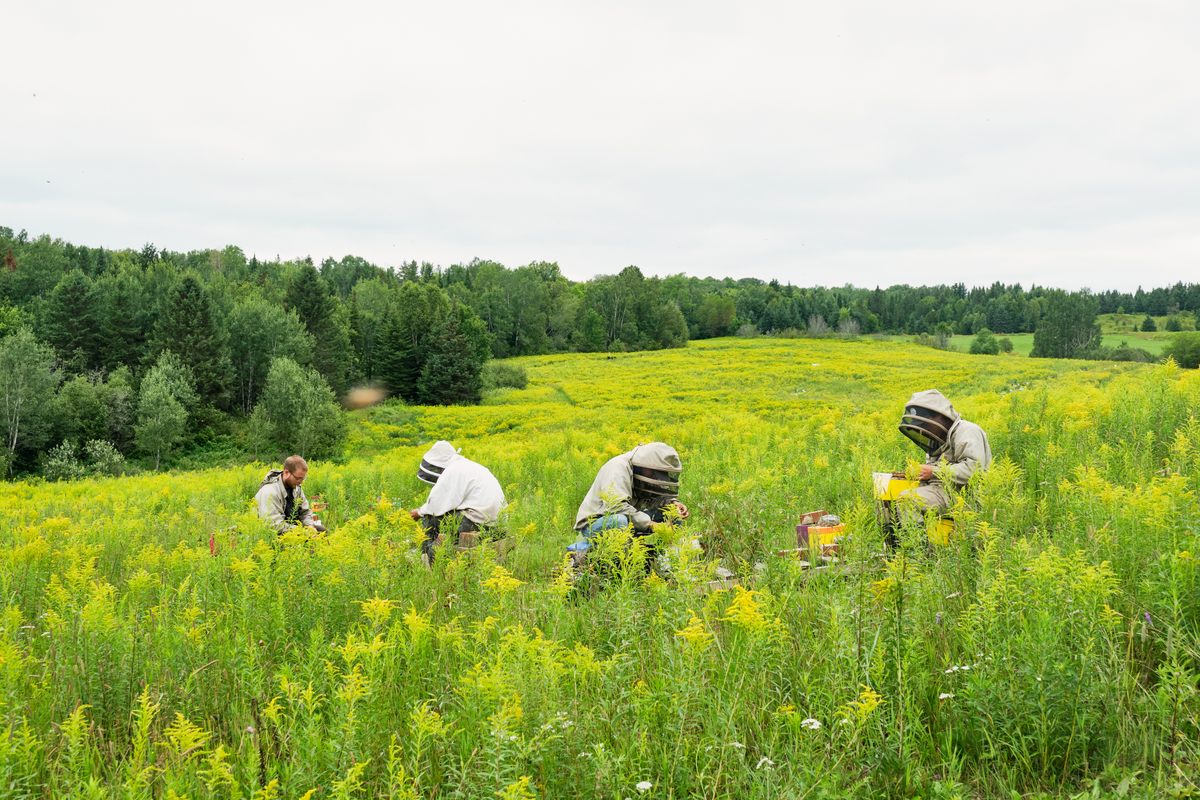 In a field of goldenrod, the beekeeping team collects queen bees. This happens weekly during the season; they are then shipped directly to beekeepers.