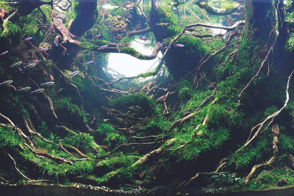 Fifth-place entry "Metempsychosis," by Yi Ye, is a sane home for fish.