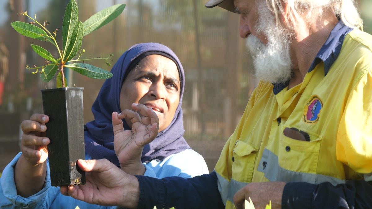 Dr. Yasmina Sultanbawa checks a propagated green-plum seedling with Krzysztof Zegan from the Gulkula nursery.