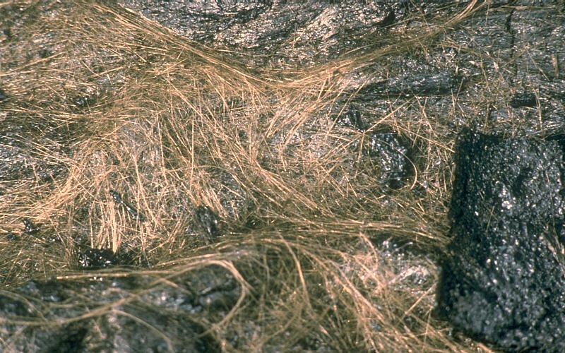 Hundreds of strands of Pele's hair intertwined on the surface of a pahoehoe flow at Kīlauea Volcano, Hawaii from an eruption in the 1980s.