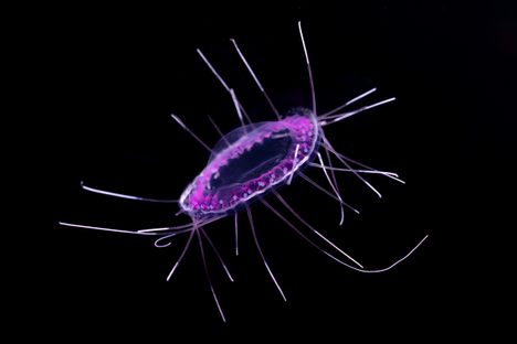 The dinner plate jelly (Solmissus incisa) is exhibited for the first time in October 2023 as part of the Into the Deep/En lo Profundo exhibit. 