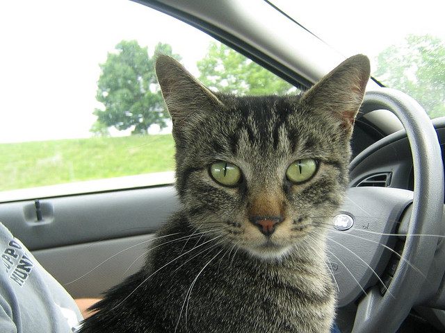 Kitty road tripper. 